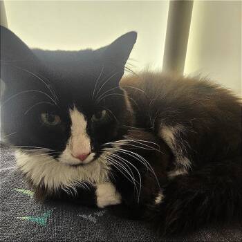 Karl -  Domestic Medium Hair Cat for Adoption in Harrisonburg, Virginia - Karl | PetCurious