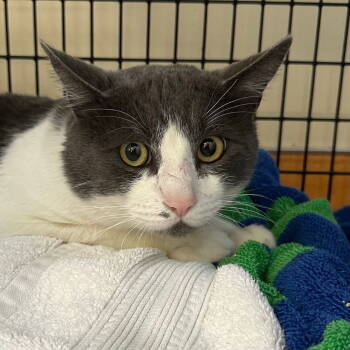 Rescue Domestic Short Hair Cats for Adoption in Burlingame, California - Sebastian | PetCurious