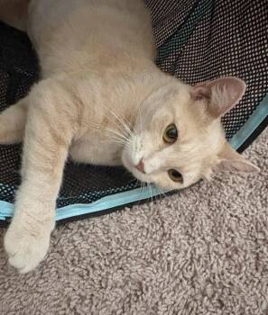 Firewall -  Domestic Short Hair Cat for Adoption in Tucson, Arizona - Firewall | PetCurious