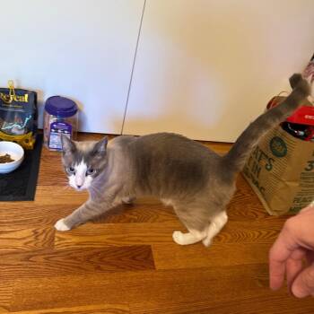 Frisky -  American Shorthair and Siamese Cat for Adoption in Westport, Connecticut - Frisky | PetCurious