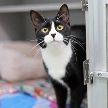 Domestic Short Hair Cats Available for Adoption - Lana | PetCurious