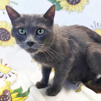 Mama Heron -  Domestic Short Hair Cat for Adoption in Mt. Juliet, Tennessee - Mama Heron | PetCurious