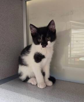 Domestic Short Hair Cats Available for Adoption in Liverpool, New York - Lucy | PetCurious