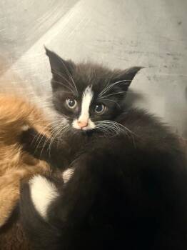 Guiness -  Domestic Short Hair Cat for Adoption in Huntington, Indiana - Guiness | PetCurious