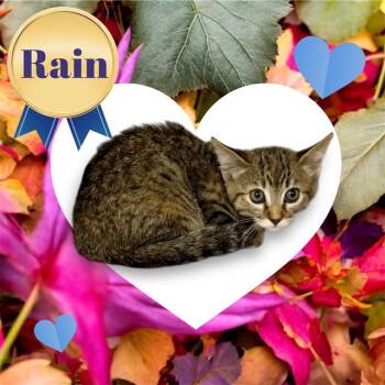 Rescue Domestic Short Hair Cats for Adoption in Visalia, California - RAIN | PetCurious