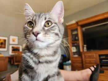 Domestic Short Hair Cats Available for Adoption in Glendale, Arizona - Whitney | PetCurious