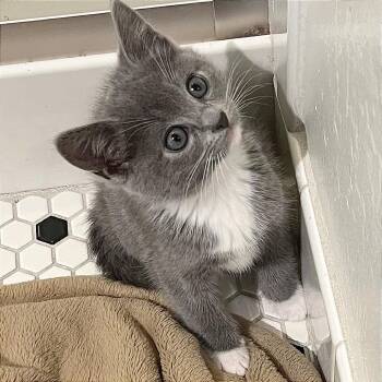 Domestic Short Hair Cats Available for Adoption in Pleasant Hill, California - Masa | PetCurious