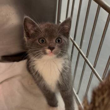 Briar -  Domestic Short Hair Cat Available for Adoption in Los Angeles, California - Briar | PetCurious