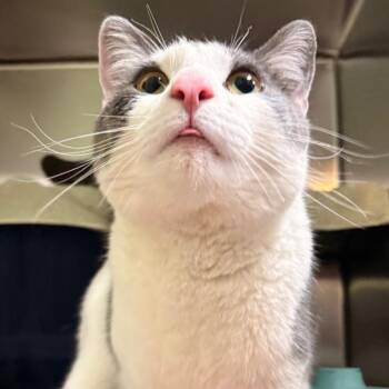 Mr. Stairwell -  Domestic Short Hair Cat for Adoption in South Burlington, Vermont - Mr. Stairwell | PetCurious