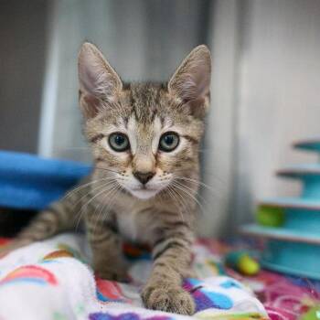 Meowing Miles -  Domestic Short Hair Cat for Adoption in Bradenton, Florida - Meowing Miles | PetCurious