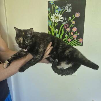Nyx -  Domestic Short Hair Cat for Adoption in Lynchburg, Virginia - Nyx | PetCurious
