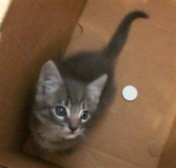 Rescue Domestic Short Hair Cats for Adoption in Dallas, Texas - DAISY | PetCurious