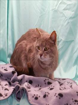 Domestic Short Hair Cats Available for Adoption - SMOKEY | PetCurious