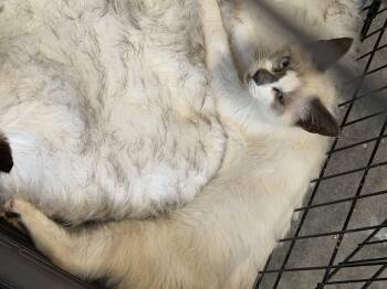 Sammy -  Snowshoe Cat for Adoption in Charlotte, North Carolina - Sammy | PetCurious