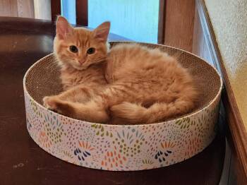 Sweet Tea -  Domestic Medium Hair Cat for Adoption in Mansfield, Texas - Sweet Tea | PetCurious