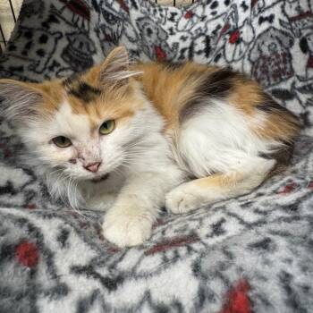 Domestic Long Hair Cats Available for Adoption in Kittanning, Pennsylvania - Gracie | PetCurious