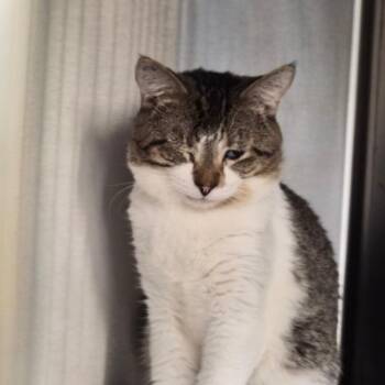 Ebbie -  Domestic Short Hair Cat for Adoption in Bentonville, Arkansas - Ebbie | PetCurious