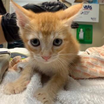 Cricket -  Domestic Short Hair Cat for Adoption in Pasadena, California - Cricket | PetCurious