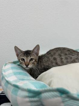Panther -  Tabby Cat for Adoption in Newberg, Oregon - Panther | PetCurious