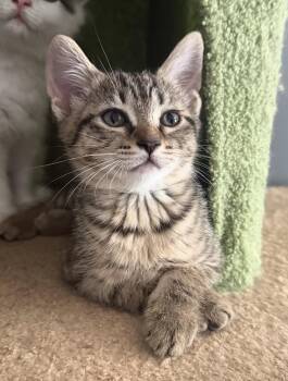 Meadow -  Domestic Short Hair and Tabby Cat for Adoption in Rochester Hills, Michigan - Meadow | PetCurious