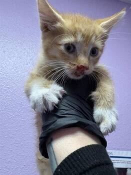 Rescue Domestic Short Hair Cats for Adoption in El Paso, Texas - 59841547 | PetCurious