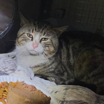 Domestic Short Hair Cats Available for Adoption - Little Italy | PetCurious