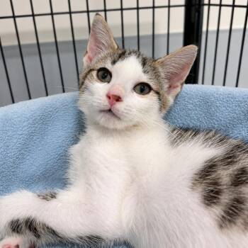 Kit Kat -  Domestic Short Hair Cat for Adoption in Bradenton, Florida - Kit Kat | PetCurious