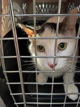 Domestic Short Hair Cats Available for Adoption - Purrnard | PetCurious