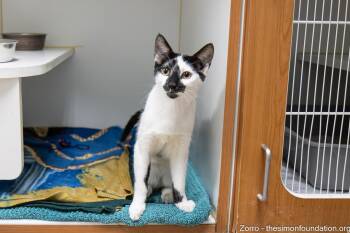 Zorro -  Domestic Short Hair Cat for Adoption in Bloomfield, Connecticut - Zorro | PetCurious
