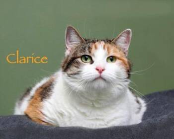Domestic Short Hair Cats Available for Adoption in Parma, Ohio - Clarice | PetCurious
