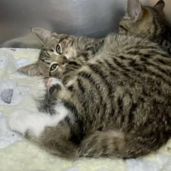 Domestic Short Hair Cats Available for Adoption in Roanoke, Virginia - Buddy | PetCurious