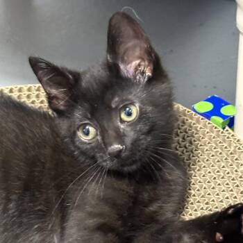 Rescue Domestic Short Hair Cats for Adoption in Hampton Bays, New York - Timmy | PetCurious