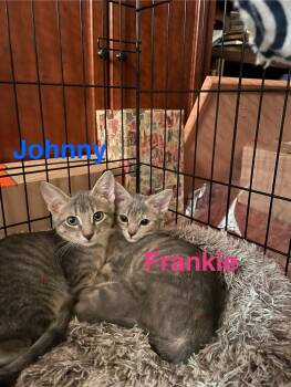 Rescue Domestic Short Hair Cats for Adoption in Yardley, Pennsylvania - Johnny & Frankie | PetCurious