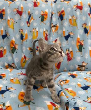 Lee -  Tabby Cat for Adoption in Newberg, Oregon - Lee | PetCurious