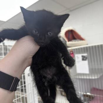 Wisteria -  Domestic Short Hair Cat for Adoption in Gadsden, Alabama - Wisteria | PetCurious