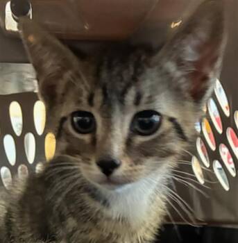 Domestic Short Hair Cats Available for Adoption in Palmetto, Florida - TOBY | PetCurious