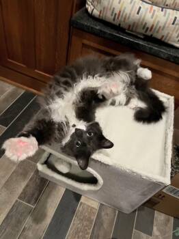 Cloud (was Gray) -  Domestic Short Hair Cat for Adoption in Ferndale, Michigan - Cloud (was Gray) | PetCurious