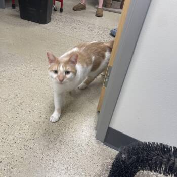 Domestic Short Hair Cats Available for Adoption in Hammond, Indiana - Murray | PetCurious