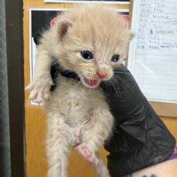 Landon -  Domestic Short Hair Cat for Adoption in Columbiana, Alabama - Landon | PetCurious