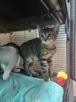 DJ -  Domestic Short Hair Cat for Adoption in Charleston, South Carolina - DJ | PetCurious