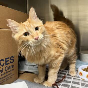 Horizon -  Domestic Medium Hair Cat for Adoption - Horizon | PetCurious