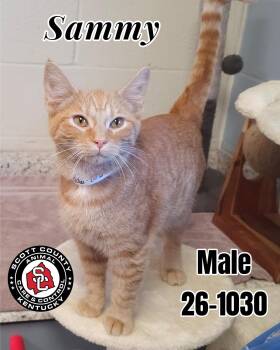 Sammy -  Domestic Short Hair Cat for Adoption in Georgetown, Kentucky - Sammy | PetCurious