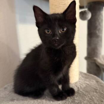 Cole -  Domestic Short Hair Cat for Adoption in Midland, Texas - Cole | PetCurious