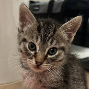 Marley -  Domestic Short Hair Cat for Adoption in Santa Ana, California - Marley | PetCurious