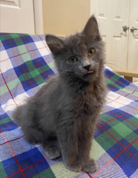 Rescue Domestic Medium Hair Cats for Adoption - Circe | PetCurious