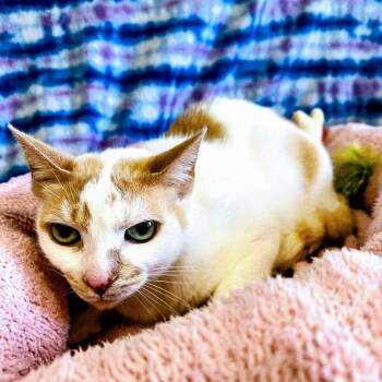 Pete -  Domestic Short Hair Cat for Adoption in Englewood, Florida - Pete | PetCurious