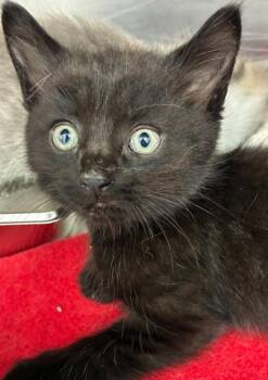 Domestic Short Hair Cats Available for Adoption in Hartsville, South Carolina - Contessa | PetCurious
