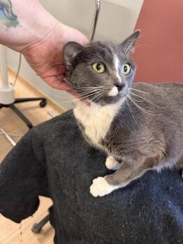 Domestic Short Hair Cats Available for Adoption in Plymouth, Michigan - Tyrone | PetCurious