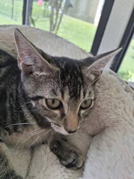 Gregor -  Domestic Short Hair Cat for Adoption in Oviedo, Florida - Gregor | PetCurious