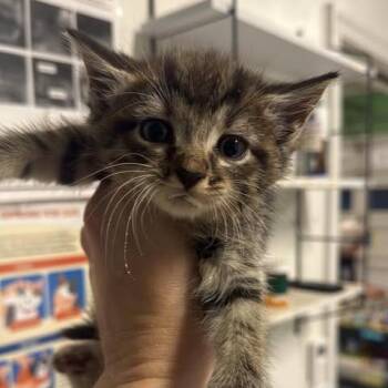 Amycus -  Domestic Short Hair Cat for Adoption in Fredericksburg, Virginia - Amycus | PetCurious